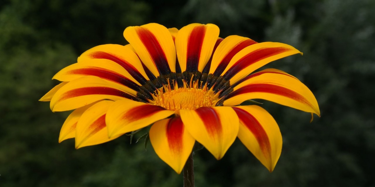 Flor - Gazania