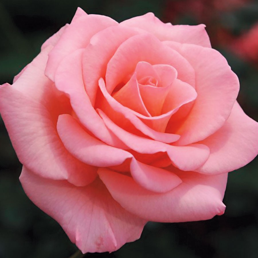 Flor - La Rosa