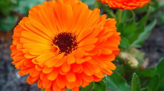 Flor - Caléndula