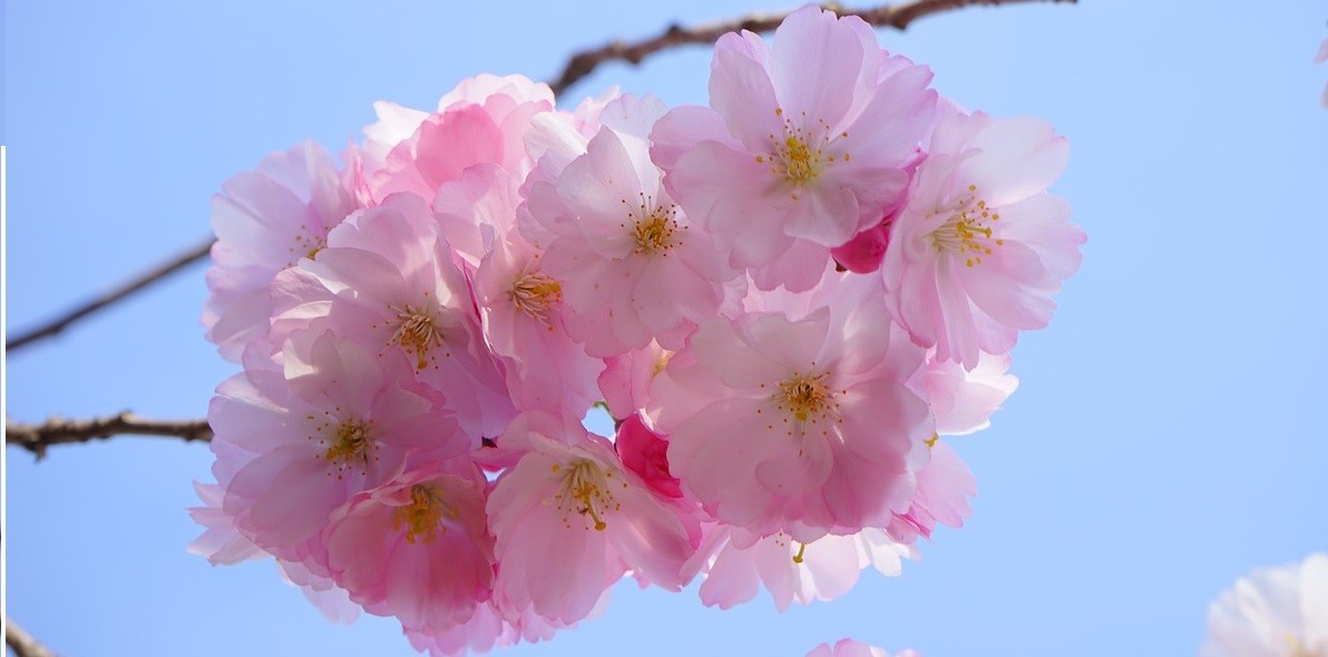 Flor de cerezo