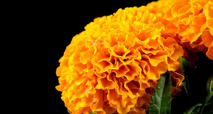 flor-de-cempasuchilp