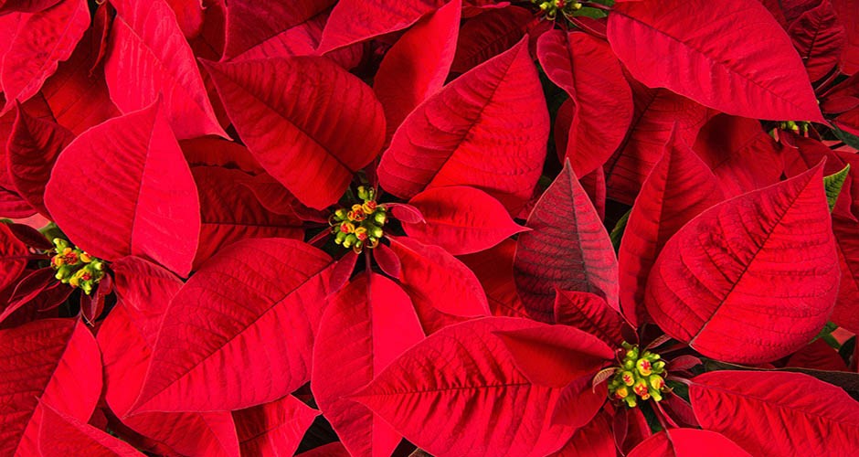 Flor de nochebuena