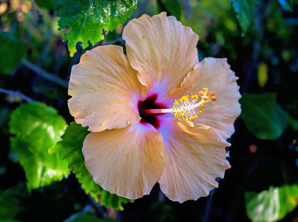 Hibiscus, flor que beneficia la salud - Mujer40ymas