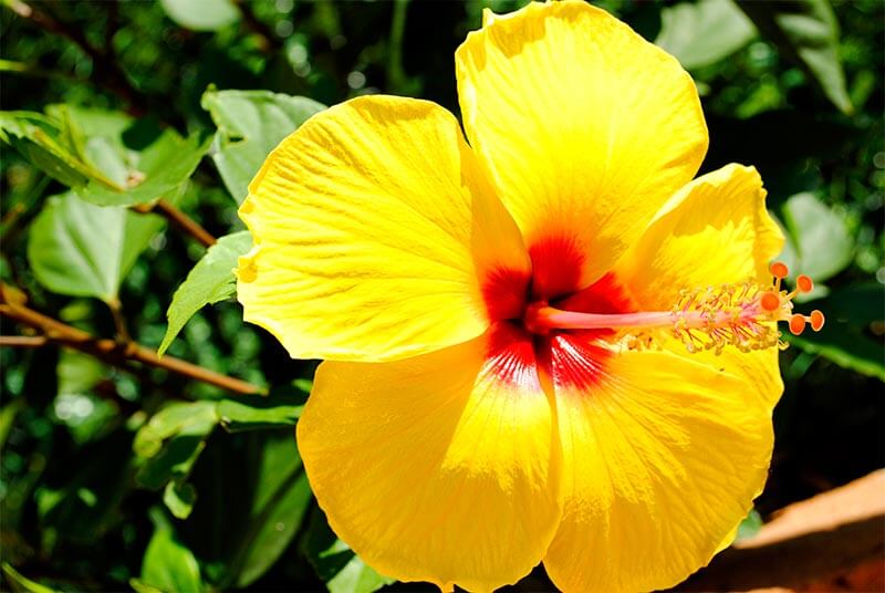 Hibiscus, flor que beneficia la salud - Mujer40ymas