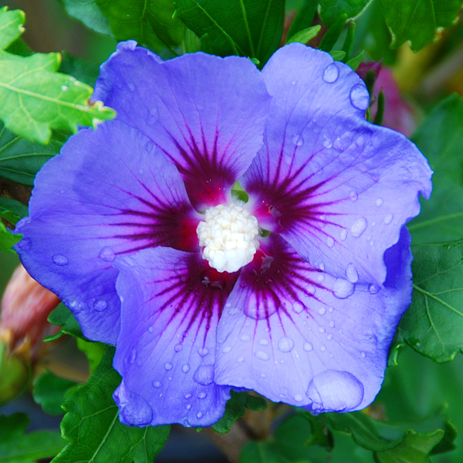 Hibiscus, flor que beneficia la salud - Mujer40ymas